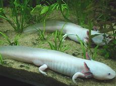 Ikan Axolotl Terbesar